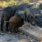 2209G 077 Schwarzwild Kellenhusen